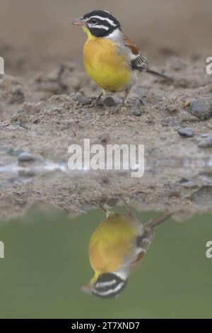 Die Goldbrust (Emberiza flaviventris) reflektiert in Pond, Provinz KwaZulu Natal, Südafrika, Afrika Stockfoto