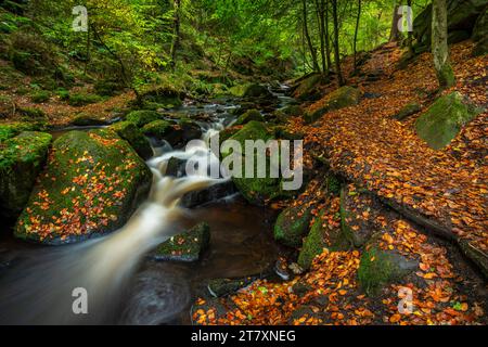 Wasserfall und Pfad, Herbstfarbe, Wyming Brook, Peak District National Park, Derbyshire, England, Großbritannien, Europa Stockfoto