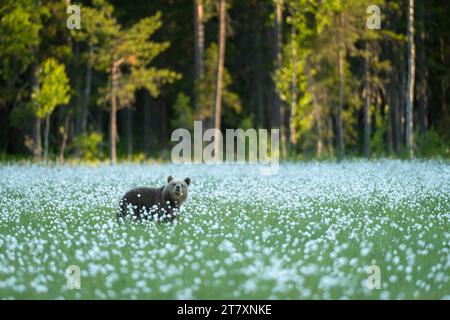 Eurasischer Braunbär (Ursus arctos arctos), der auf einer Baumwoll-Graswiese steht, Finnland, Europa Stockfoto