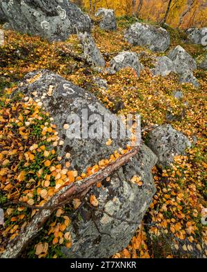 Silberbirkenblätter (Betula pendula) auf Felsen, Finnland, Europa Stockfoto