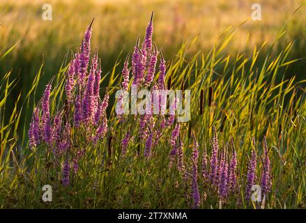 Purple Loosestrife (Lythrum salicaria) in der Abendsonne, Elmley Nature Reserve, Isle of Sheppey, Kent, England, Vereinigtes Königreich, Europa Stockfoto