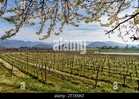 Landschaft der Region Franciacorta in der Provinz Brescia, Lombardei, Italien, Europa Stockfoto