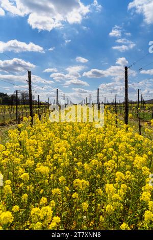 Landschaft der Region Franciacorta in der Provinz Brescia, Lombardei, Italien, Europa Stockfoto