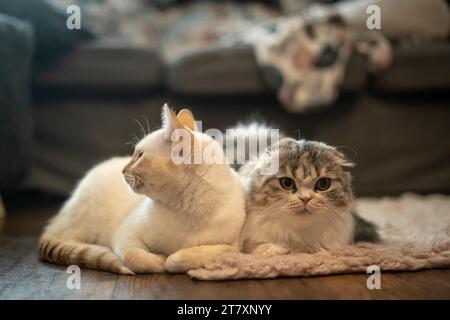 Weiße Katze und Loafed Calico Scottish Fold Wohnzimmerteppiche kuscheln sich zusammen Stockfoto