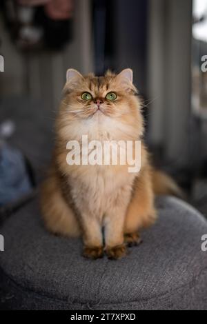 Orange Ginger gestreifte flache Schottische gerade Katze mit kurzen Beinen Porträt Stockfoto