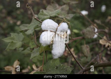 Nahaufnahme der Baumwollbolle auf dem Baumwollfeld in Babra, Maharashtra, Indien, Asien Stockfoto