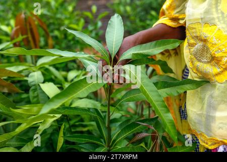 Frau, die in ihrer Pflanzenzüchtung im Dorf Notto, Senegal, Westafrika, Afrika steht Stockfoto