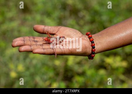 Grashüpfer in der Hand in Toubacouta, Senegal, Westafrika, Afrika Stockfoto