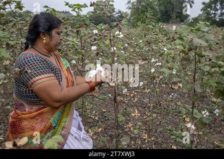 Frau pflückt Baumwolle in Babra, Maharashtra, Indien, Asien Stockfoto