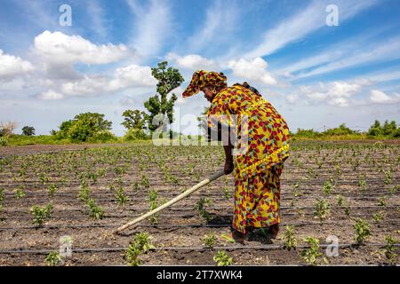 Eine Frau, die ihr Gemüsefeld in Stutsch gräbt, Senegal, Westafrika, Afrika Stockfoto