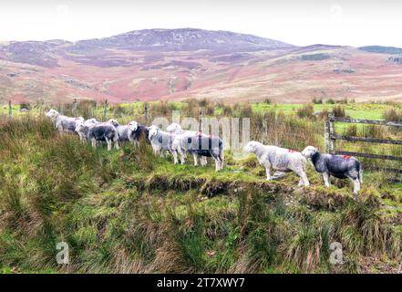 Eine Herdwick-Schafherde, die im Lake District in der Nähe von Buttermere, Cumbria, England, Vereinigtes Königreich beheimatet ist, Europa Stockfoto