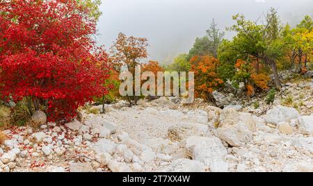 Herbstlaub auf dem Dry Wash of Devils Hall Trail im Guadalupe Mountains National Park, Texas, USA Stockfoto