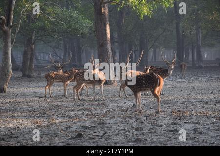 Rotwild in den Sundarbans, Khulna. Bangladesch Stockfoto