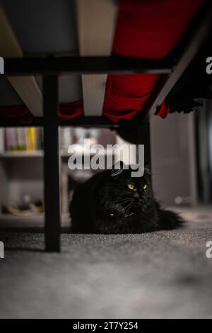 Flauschige Langhaar Schwarze Katze auf Teppich unter Bett im Schlafzimmer Stockfoto