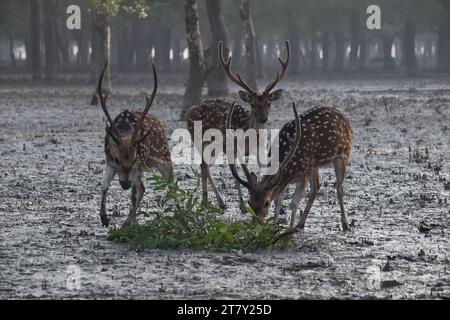 Rotwild in den Sundarbans, Khulna. Bangladesch Stockfoto