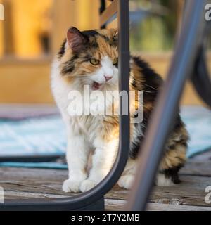 Seltsames lustiges Gesicht Katzen Mund offen dumme Kitty Katze flauschig Calico Katze Tricolor draußen auf Holzveranda Stockfoto