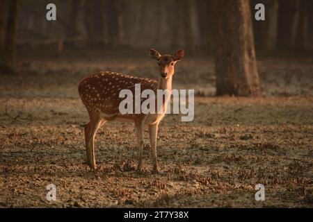 Rotwild in den Sundarbans, Khulna. Bangladesch Stockfoto