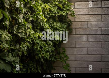 Virginia Creeper Rebe Pflanze Klettern Ziegelmauer Stockfoto