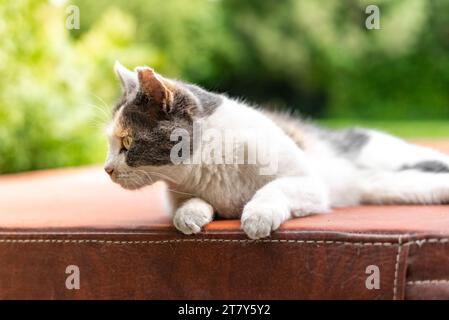 Seitenprofil Mit Spitze Ohr Für Den Außenbereich Alley Cat Stockfoto