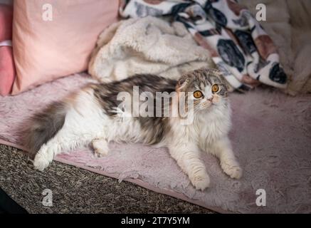 1 Jahr Scottish Fold Calico Stockfoto