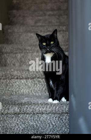 Willkommen in unserem Haus von White Whisker Black Cat Tuxedo sitzend gutaussehende Boy Treppe Stockfoto