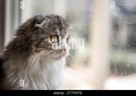 Klappbare Ear Cat-Fensterbank Mit Blick Aus Dem Fenster Stockfoto