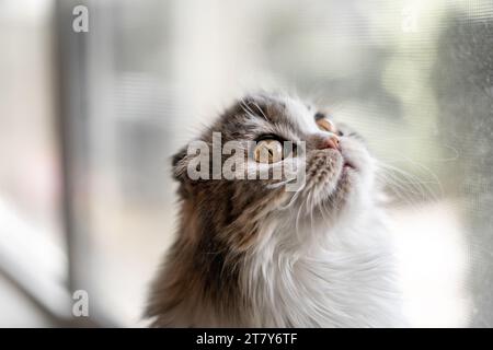 Faltohrkater Fensterschweller Mit Blick Aus Der Nähe Stockfoto