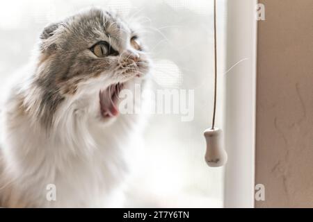 Faltohr Katzenfensters Großes Gähnen Offener Mund Lustig Stockfoto