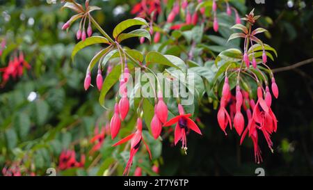 Nahaufnahme der Blumen von Fuchsia magellanica, auch bekannt als Kolibri Fuchsia, Dollar Princess, Blutendes Herz, Bonita Fuchisia usw. Stockfoto