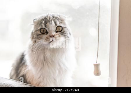 Klappohr Katzenfenster Schweller Stockfoto