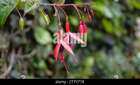 Nahaufnahme der Blumen von Fuchsia magellanica, auch bekannt als Kolibri Fuchsia, Dollar Princess, Blutendes Herz, Bonita Fuchisia usw. Stockfoto