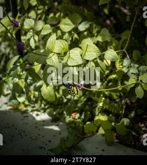 Fliegende Schmetterlinge Tropisches Luxusparadies Stockfoto