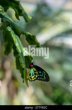 Fliegende Schmetterlinge Tropisches Luxusparadies Stockfoto