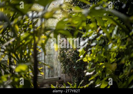 Fliegende Schmetterlinge Tropisches Luxusparadies Stockfoto