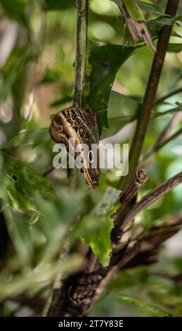 Fliegende Schmetterlinge Tropisches Luxusparadies Stockfoto