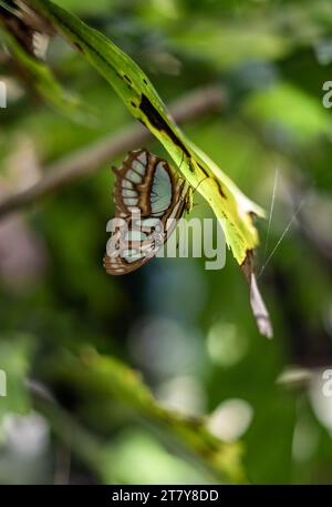 Fliegende Schmetterlinge Tropisches Luxusparadies Stockfoto