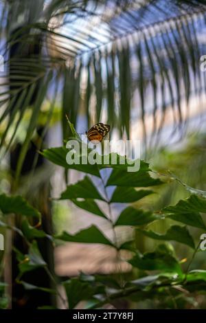 Fliegende Schmetterlinge Tropisches Luxusparadies Stockfoto