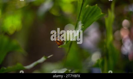 Fliegende Schmetterlinge Tropisches Luxusparadies Stockfoto