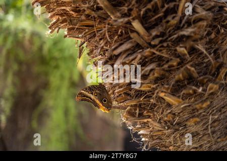 Fliegende Schmetterlinge Tropisches Luxusparadies Stockfoto