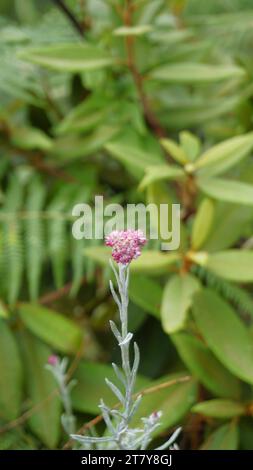 Nahaufnahme der Blumen von Antennaria dioica auch bekannt als Katzenfuß, Rose, Stoloniferous Pussytoes, Mountain Everlasting, Cudweed usw. Stockfoto