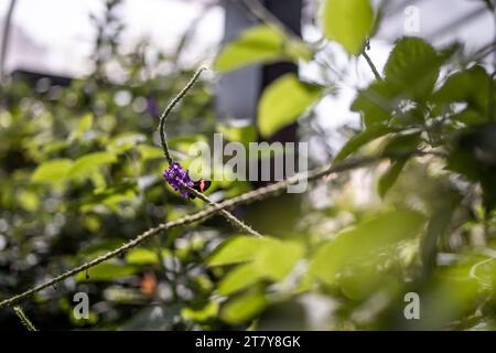 Fliegende Schmetterlinge Tropisches Luxusparadies Stockfoto