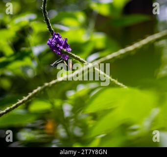 Fliegende Schmetterlinge Tropisches Luxusparadies Stockfoto