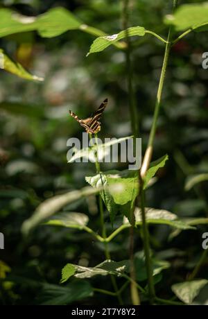 Fliegende Schmetterlinge Tropisches Luxusparadies Stockfoto