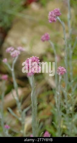 Nahaufnahme der Blumen von Antennaria dioica auch bekannt als Katzenfuß, Rose, Stoloniferous Pussytoes, Mountain Everlasting, Cudweed usw. Stockfoto