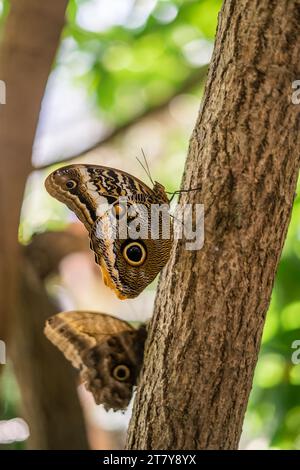 Fliegende Schmetterlinge Tropisches Luxusparadies Stockfoto