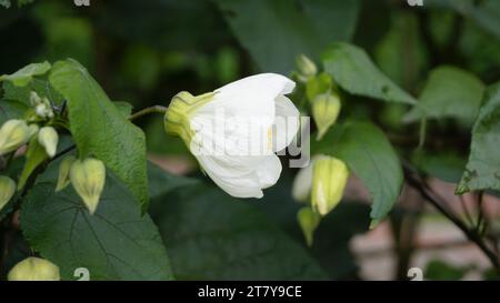 Nahaufnahme der Blume von Abutilon Lucky Laterne weiß, blühender Ahorn. Ziehen Sie Schmetterlinge und Kolibris an Stockfoto