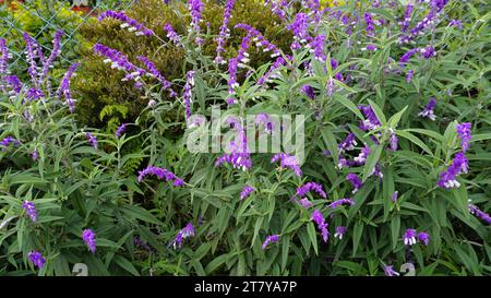 Nahaufnahme der wunderschönen Blumen von Salvia leucantha, auch bekannt als mexikanischer Busch, Samt, Texas Salbei usw. Stockfoto