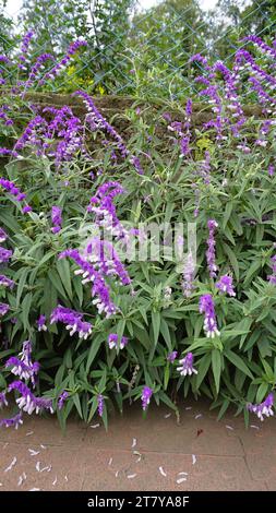 Nahaufnahme der wunderschönen Blumen von Salvia leucantha, auch bekannt als mexikanischer Busch, Samt, Texas Salbei usw. Stockfoto