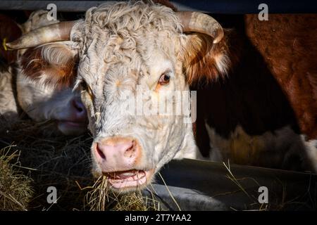 Englisch Hereford Stockfoto