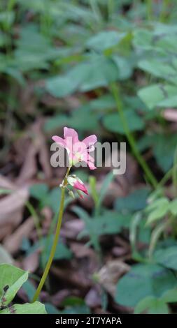 Nahaufnahme der schönen Blumen von Oxalis tetraphylla, auch bekannt als Eisenkreuz Oxalis, vierblättriger rosafarbener Sauerampfer, Glücksblatt, Glücksklee, vierblättriges S Stockfoto